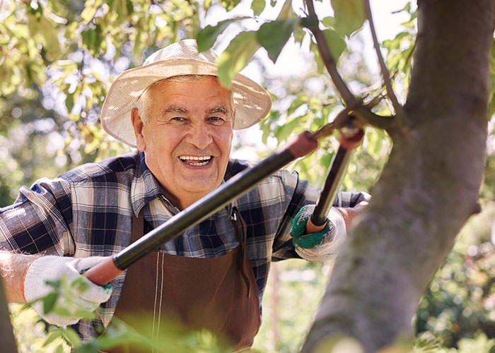 Older man pruning tree branches outside, illustrating MIL landscaped garden without permission after woman's vacation return Older man pruning tree branches outside, illustrating MIL landscaped garden without permission after woman's vacation return
