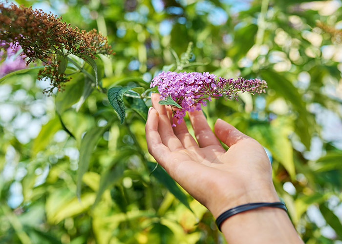 Hand holding a purple flower in a garden, representing a woman’s garden after MIL landscaped it without permission. Hand holding a purple flower in a garden, representing a woman’s garden after MIL landscaped it without permission.