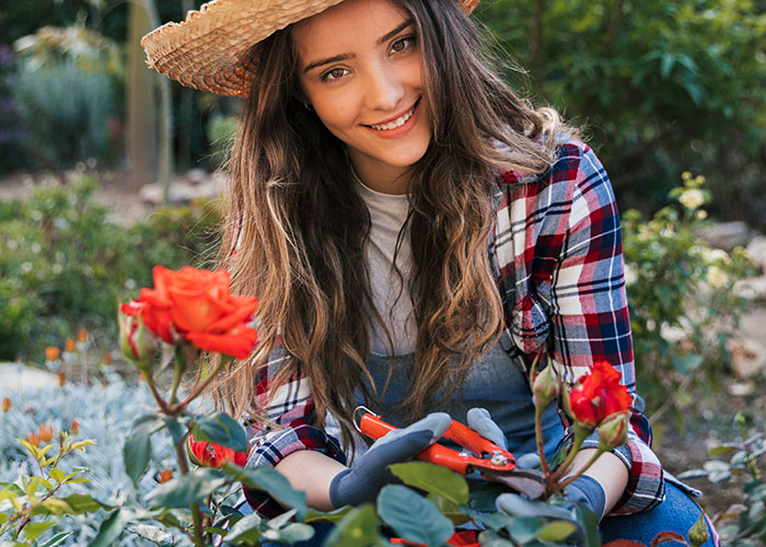 Woman gardening outdoors wearing a hat and gloves, holding pruning shears among blooming red roses. Woman gardening outdoors wearing a hat and gloves, holding pruning shears among blooming red roses.