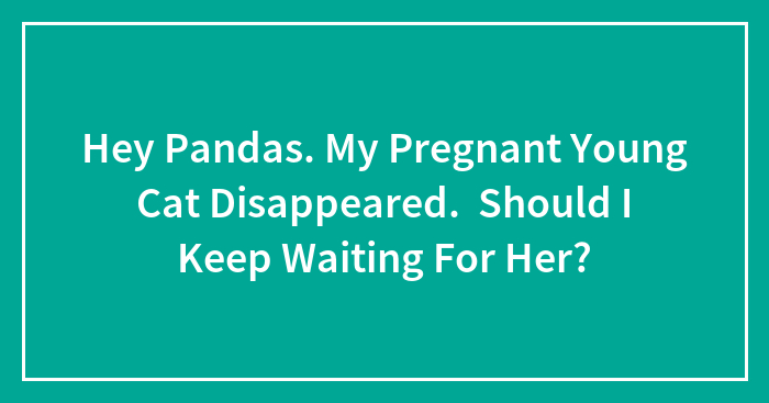 Hey Pandas, My Pregnant Young Cat Disappeared — Should I Keep Waiting For Her? (Closed)