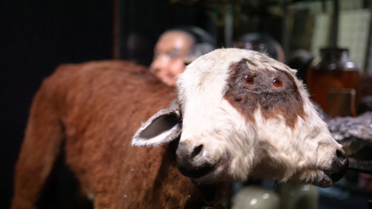 Two-headed goat taxidermy on display in a museum collection of oddities in Dublin with blurred visitor in background.