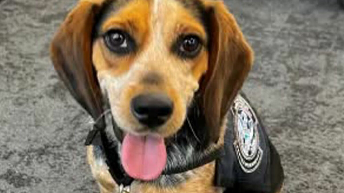 TSA dog wearing a service vest, sitting on the ground with tongue out at the airport.