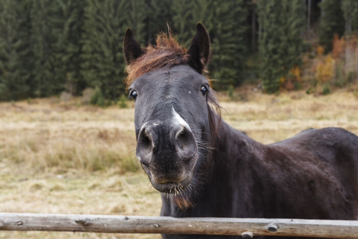 Close-up of a black horse near a wooden fence in a spooky outdoor setting, evoking creepy and chilling spots in the U.S.