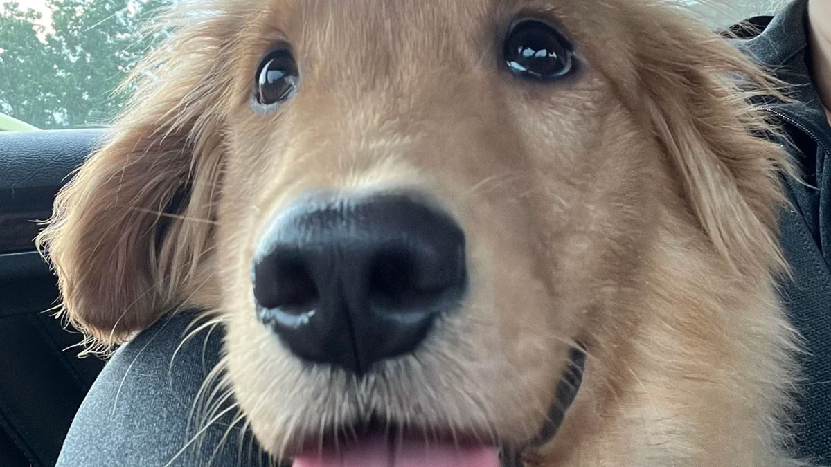 Close-up of a happy golden retriever puppy enjoying a car ride as a new addition to the family adoption moment