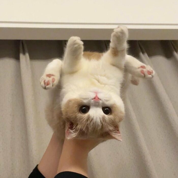 Adorable pet pic of a fluffy cat held upside down showing its paws and big round eyes to melt your heart instantly