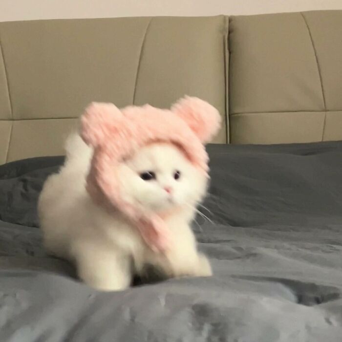 Fluffy white cat wearing a pink hat with bear ears on a gray bed, one of 44 adorable pet pics to melt hearts.