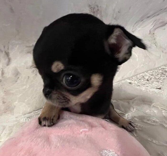 Tiny adorable puppy with big eyes resting on a soft pink blanket in a cozy setting pet pics