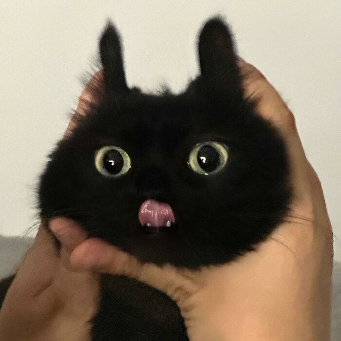 Close-up of an adorable black cat with wide eyes and tongue out, held gently in hands, cute pet pics to melt your heart.