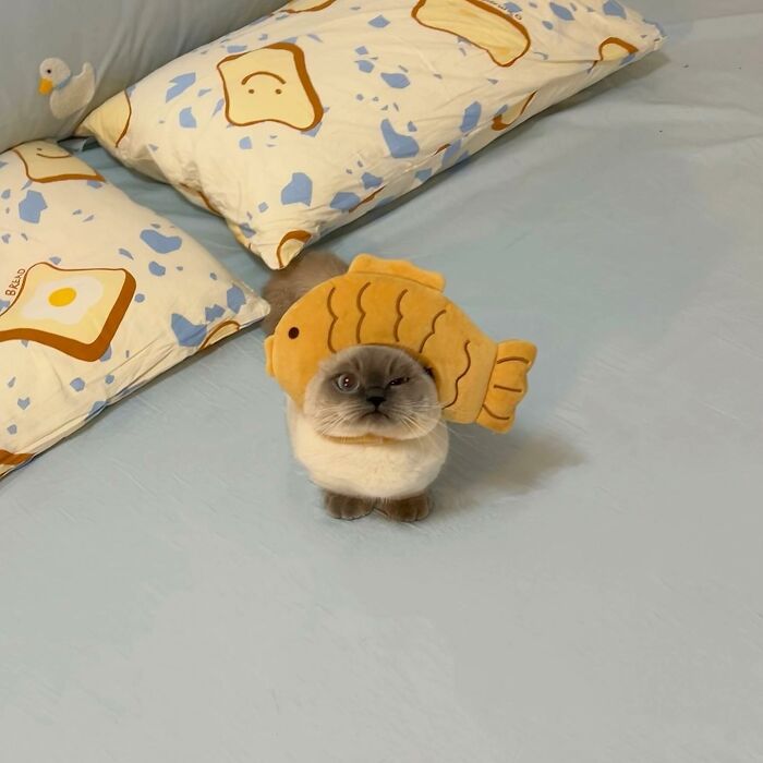 Adorable pet cat wearing a fish-shaped hat sitting on a bed with patterned pillows, showcasing cute pet pics.
