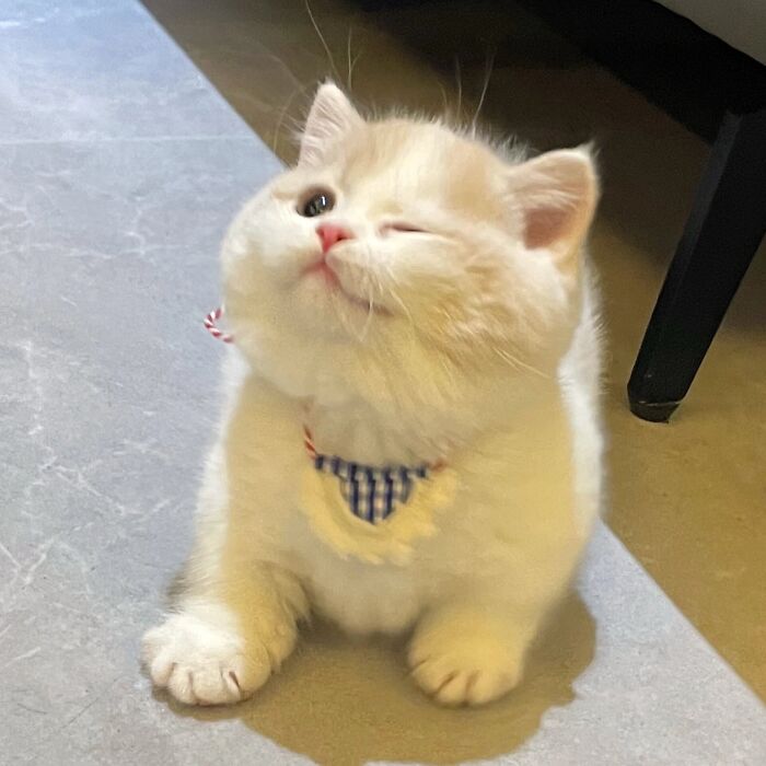 Adorable white kitten wearing a blue checkered collar, sitting on a floor and winking playfully in a pet pics collection.