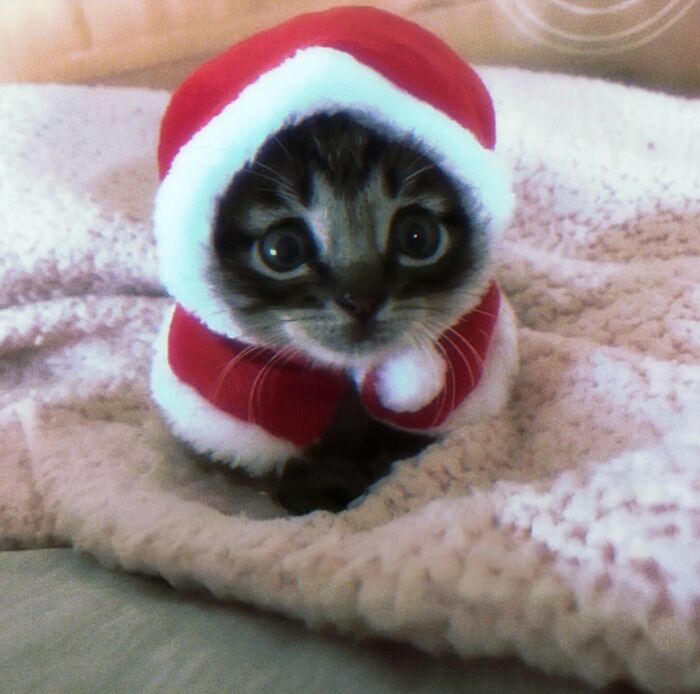 Kitten dressed in a red and white Santa outfit sitting on a soft blanket, showcasing adorable pet pics.