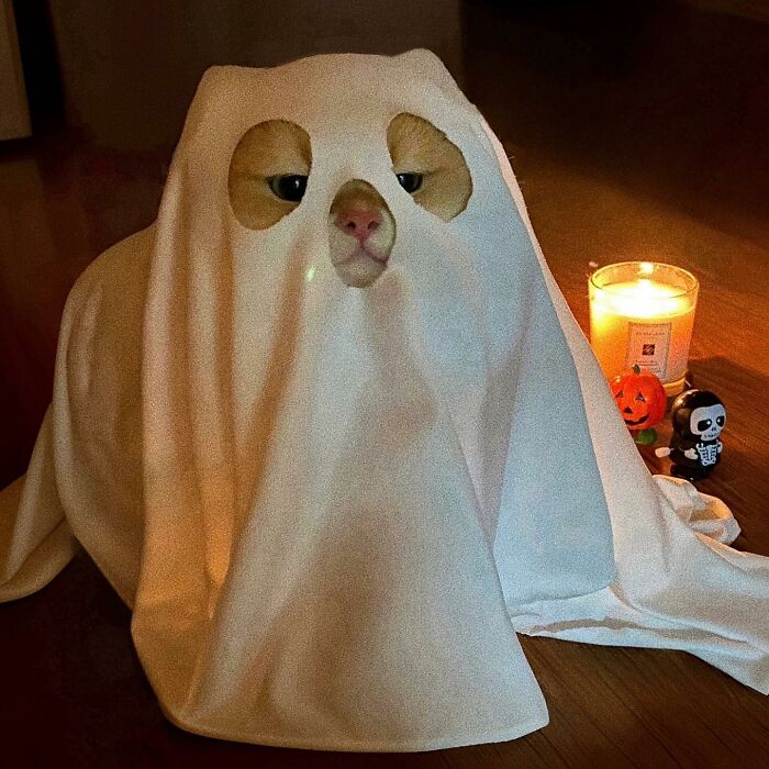Cat dressed as a ghost with a white sheet costume, sitting near Halloween decorations in adorable pet pics collection.