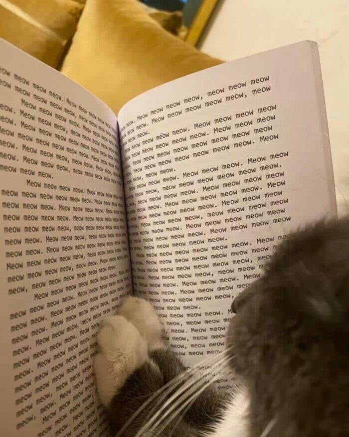 Cat reading a book filled with the word meow repeatedly in an adorable pet pic to melt your heart.