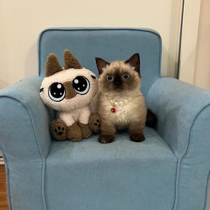 Adorable pet pics of a fluffy kitten with pearl necklace sitting next to a plush cat on a blue armchair.