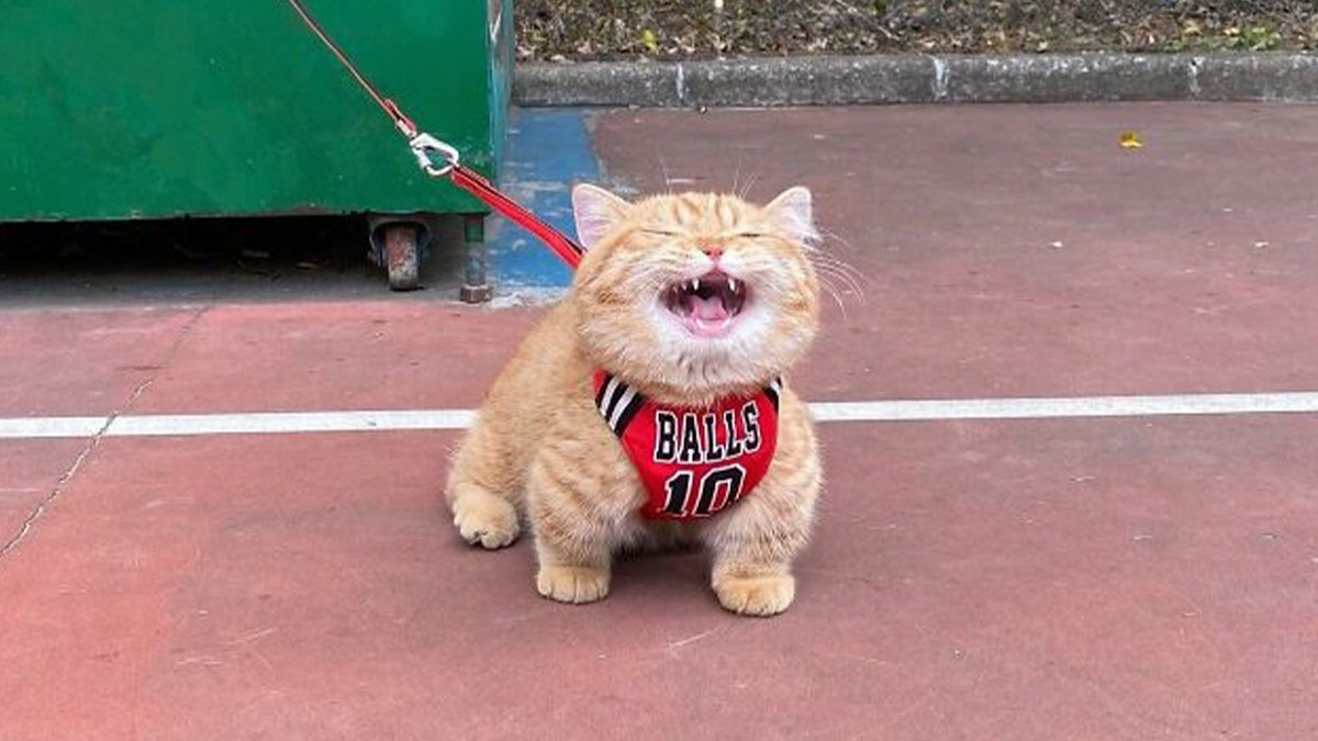 Orange tabby cat wearing a red harness on a leash, sitting on a paved surface with eyes closed and mouth open.
