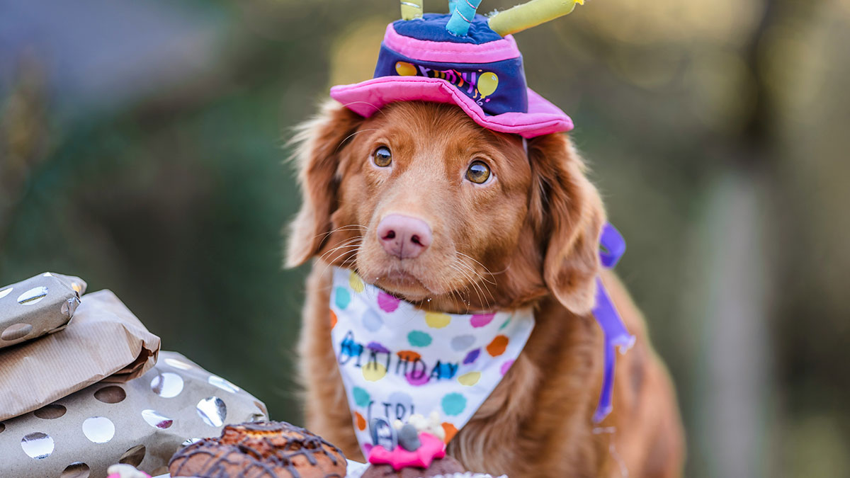 Bentley the Beagle wearing a birthday hat and bandana surrounded by presents celebrating his dog birthday bash outdoors.