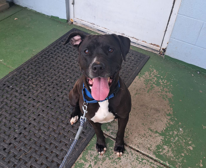 Shelter dog with black coat and blue collar sitting on a leash outside a building, looking happy and alert. Shelter dog with black coat and blue collar sitting on a leash outside a building, looking happy and alert.