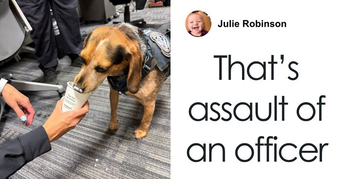 Tourist Who Attacked TSA Beagle For Sniffing Food Stash Booted From U.S.