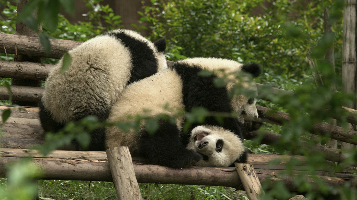 Two playful pandas interacting on wooden beams surrounded by green foliage, showing the embarrassment of pandas together.