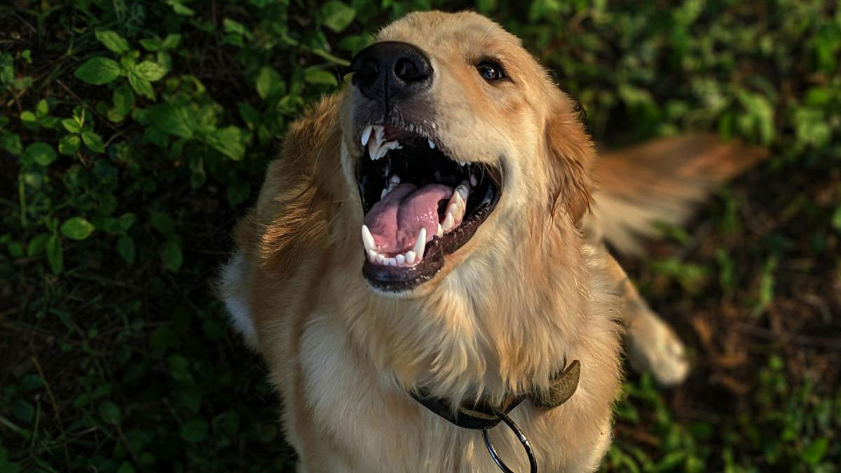 Golden retriever barking loudly outdoors with greenery, illustrating neighborhood drama over barking dog and garden dispute.