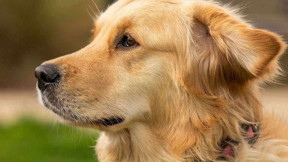 Golden retriever dog close-up, highlighting the pet involved in parents' tantrum over kids wanting to ride the dog.