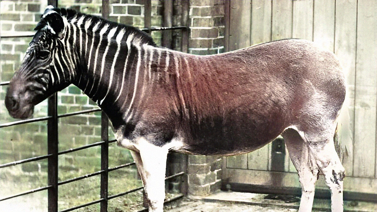 Okapi or extinct animal behind bars in a zoo enclosure representing animals that sadly went extinct