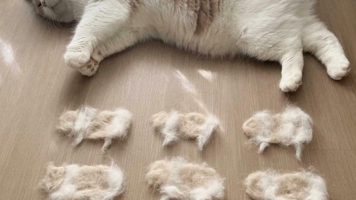 Cat lying on a wooden floor next to several shapes made from cat fur, illustrating internet lies with absurd creativity.