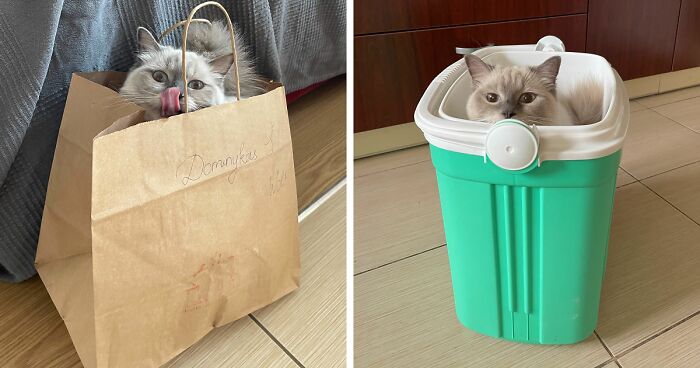 Cat claiming silly spots as pet throne, sitting inside a paper bag and a green plastic container on the floor.