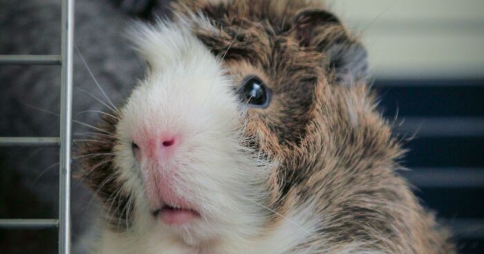 Close-up of a guinea pig inside a cage highlighting the urgent need for rescue amid the deportation crisis.