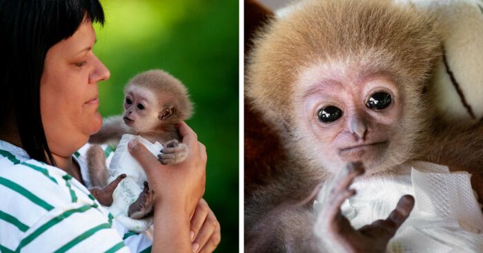 A caretaker gently holding baby gibbon Miki, an injured and abandoned primate, wrapped in a white cloth.