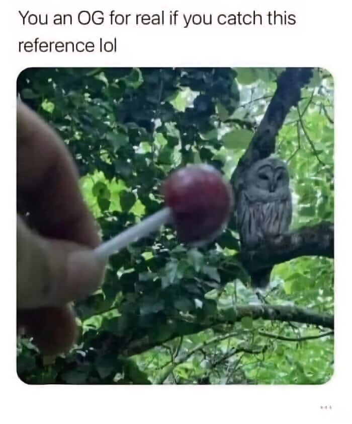 Hand holding a lollipop in front of an owl on a tree branch, a funny meme for funniest memes to make your day better.