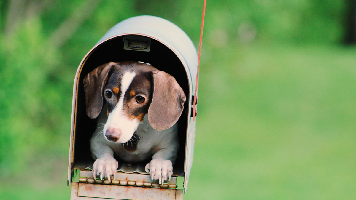 Small dog inside a mailbox with green blurred background, illustrating hidden costs of buying a home concept.