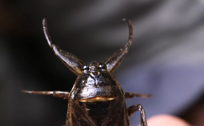 Close-up of a local insect representing horrifying local dangers many people face as a normal part of life.