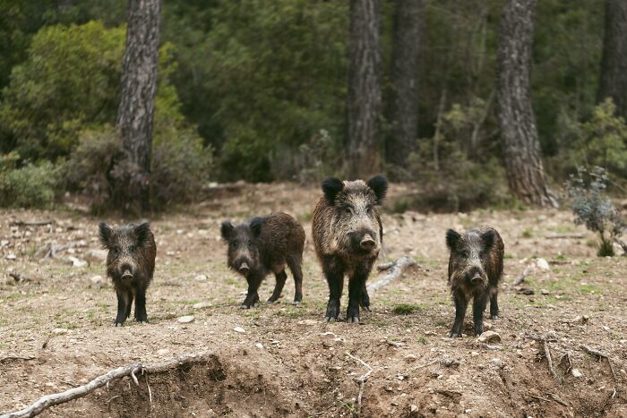Wild boars in a forested area representing local dangers that are a normal part of life for some people.