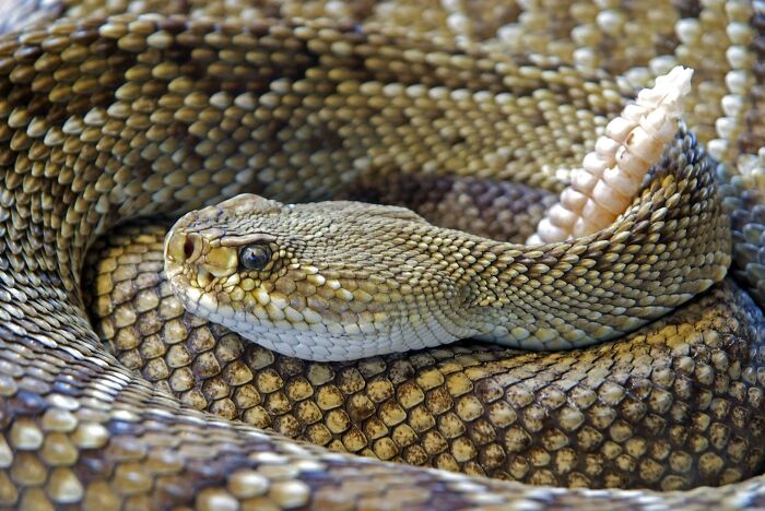 Close-up of a rattlesnake coiled tightly, illustrating local dangers that are a normal part of life for some people.