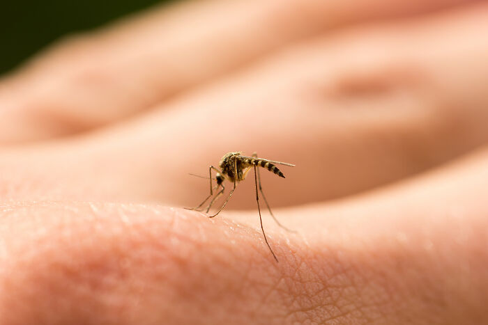 Close-up of a mosquito biting human skin, illustrating one of the most horrifying local dangers people face daily.