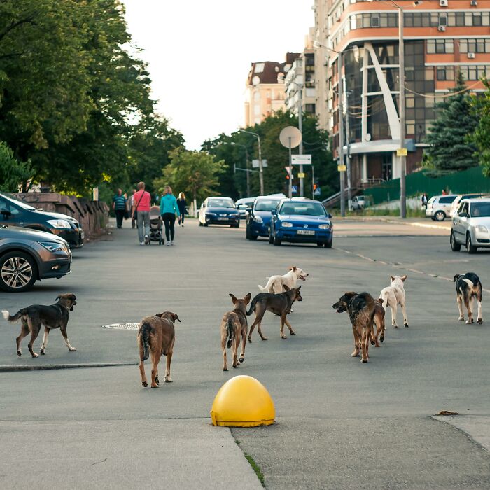 A pack of stray dogs walking freely on a city street, highlighting local dangers common in daily life.