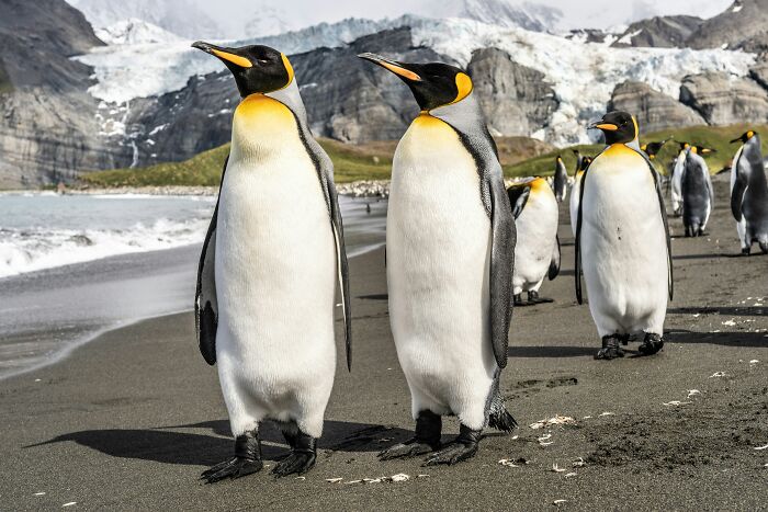 Group of king penguins standing on a beach with icy mountains in the background, illustrating fascinating historical facts.