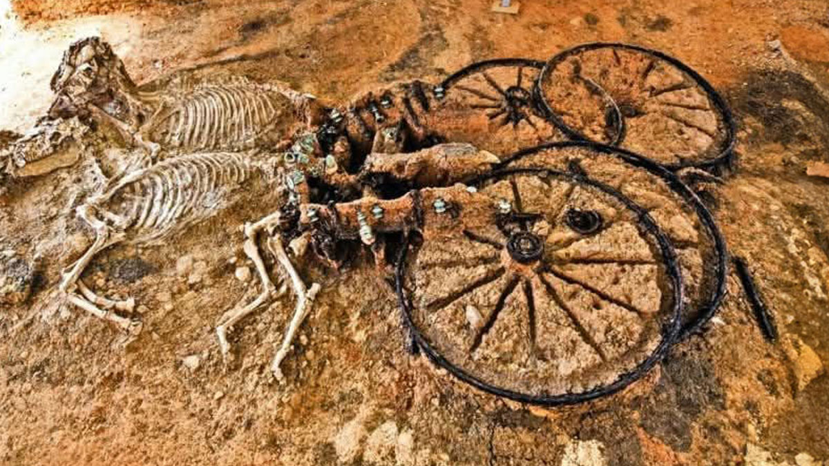 Ancient horse skeletons and chariot remains uncovered in an archaeology world excavation site.