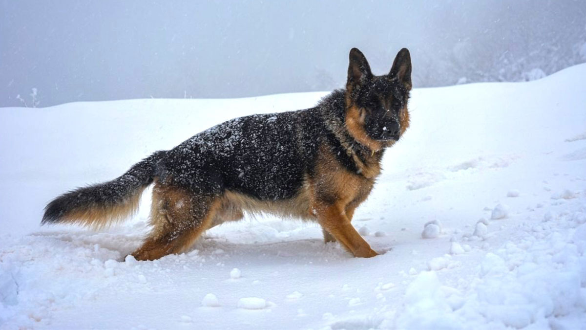 German Shepherd dog covered in snow standing in a snowy landscape illustrating mind-blowing facts.