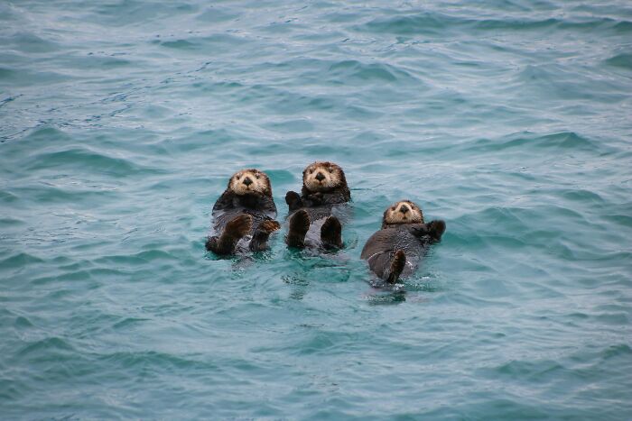 Three sea otters floating on their backs in clear blue water, illustrating unique historical facts to amaze you.