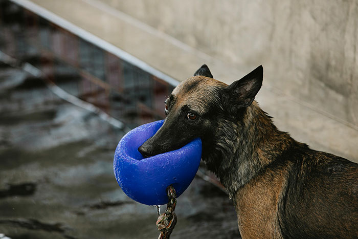 Dog holding a blue toy while standing near a fence, illustrating a locked pet during a kid birthday mom demand scenario.