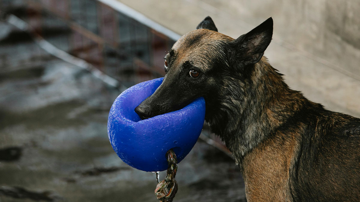 Belgian Malinois dog holding a blue toy, highlighting concerns about dogs at a pool party with a scared child.