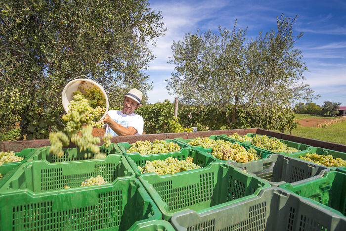 Man harvesting grapes in European vineyard, illustrating common mistaken facts about European countries by netizens.