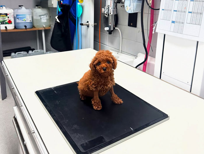 Small brown puppy on a veterinary examination table after life-saving surgery performed by Aussie vets. Small brown puppy on a veterinary examination table after life-saving surgery performed by Aussie vets.