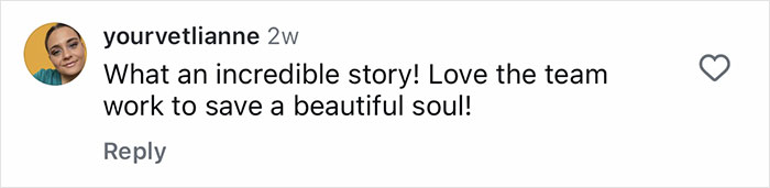 Comment on social media post praising Aussie vets performing life-saving surgery on a puppy born without butthole. Comment on social media post praising Aussie vets performing life-saving surgery on a puppy born without butthole.