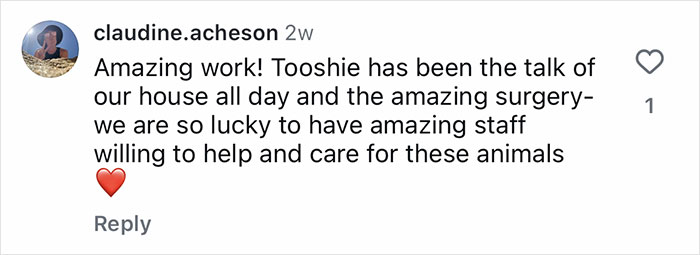 Vet team performing life-saving surgery on a newborn puppy born without a butthole in an Australian veterinary clinic. Vet team performing life-saving surgery on a newborn puppy born without a butthole in an Australian veterinary clinic.