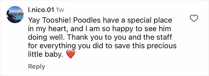 Comment praising Aussie vets for life-saving surgery on a puppy born without butthole, expressing happiness and gratitude. Comment praising Aussie vets for life-saving surgery on a puppy born without butthole, expressing happiness and gratitude.