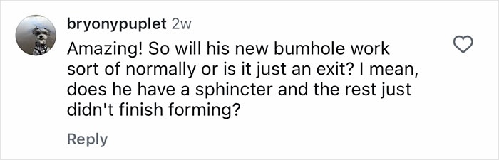 Comment asking about the functionality of a new bumhole and sphincter after life-saving surgery on a puppy born without one. Comment asking about the functionality of a new bumhole and sphincter after life-saving surgery on a puppy born without one.