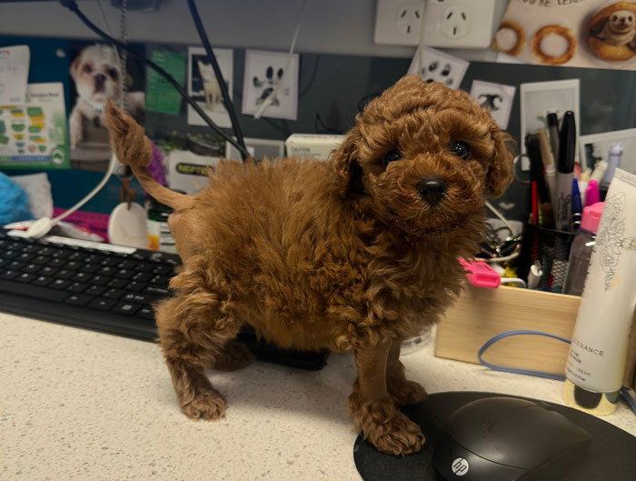 Brown curly puppy standing on a desk at a vet clinic after life-saving surgery for a rare condition without a butthole. Brown curly puppy standing on a desk at a vet clinic after life-saving surgery for a rare condition without a butthole.